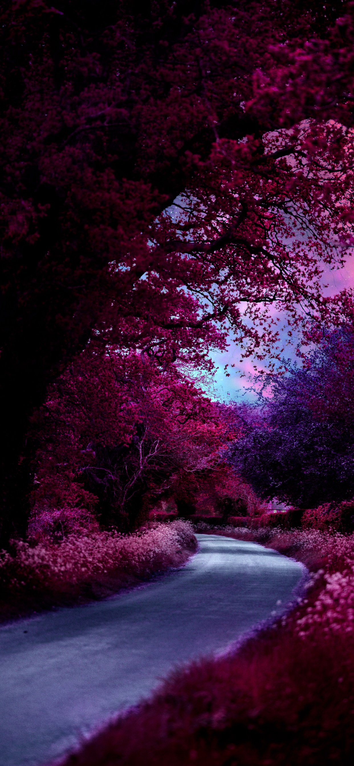 性质, 紫色的, 自然景观, 粉红色 壁纸 1242x2688 允许
