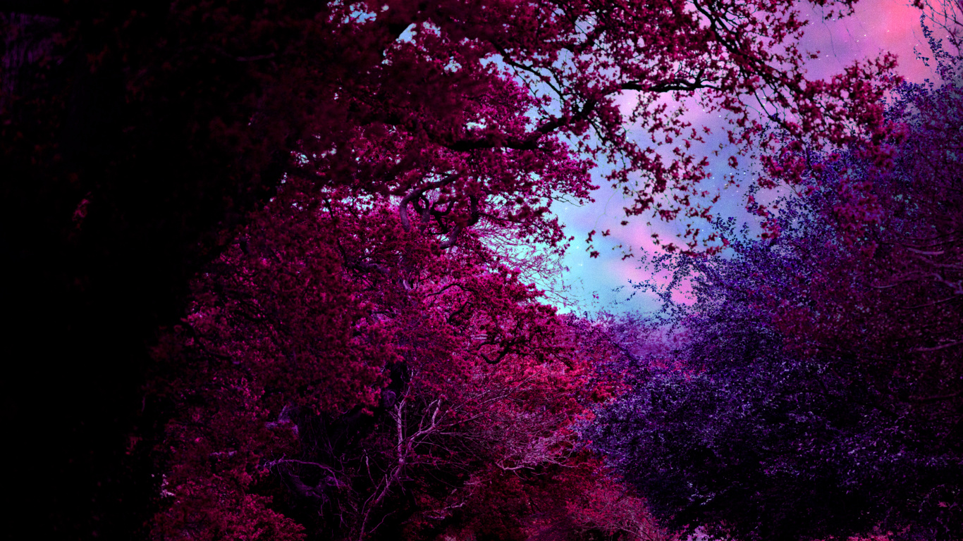 性质, 紫色的, 自然景观, 粉红色 壁纸 1366x768 允许