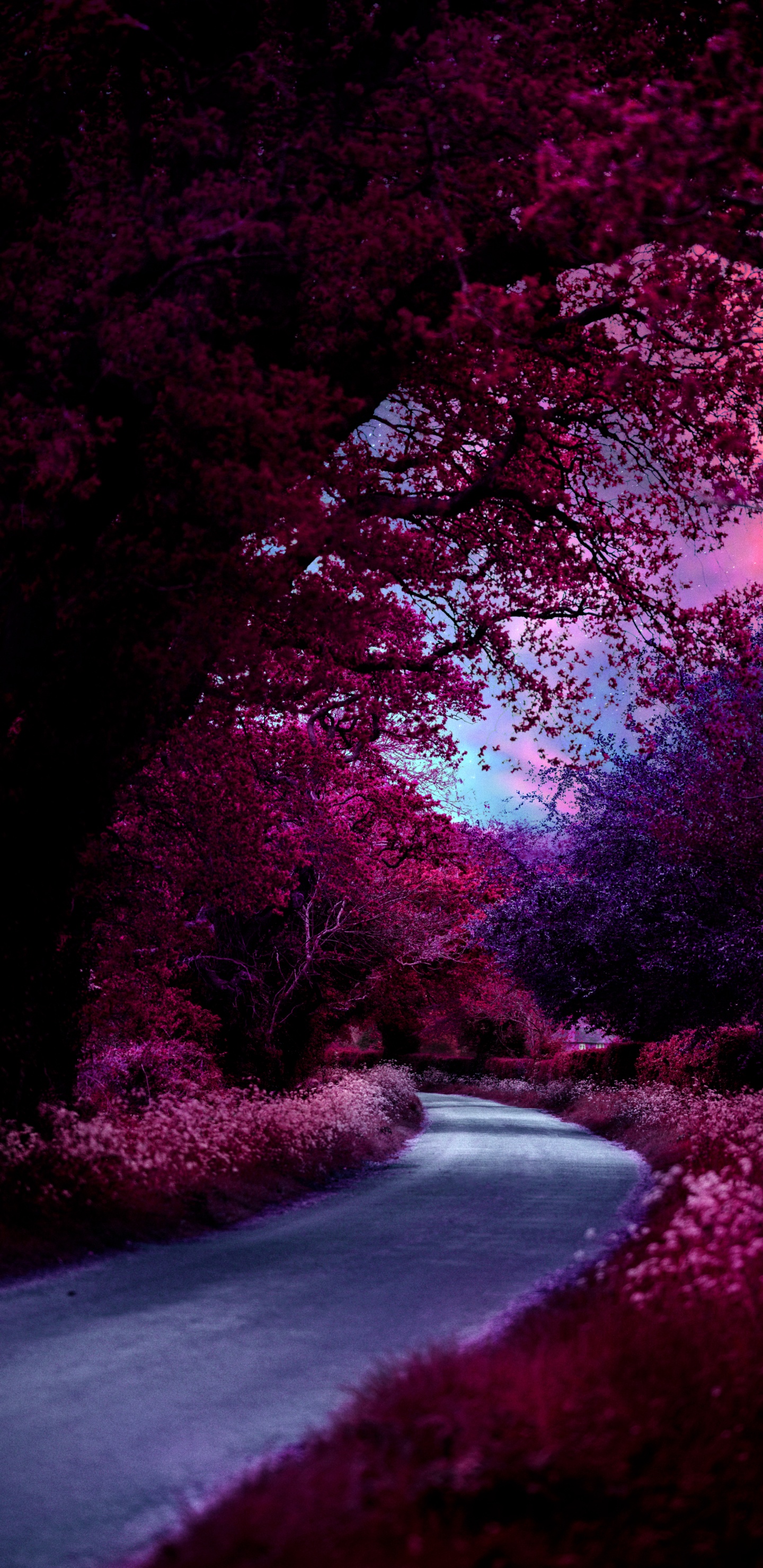 性质, 紫色的, 自然景观, 粉红色 壁纸 1440x2960 允许