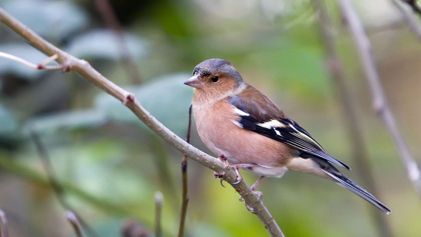 Brown and Black Bird on Tree Branch. Wallpaper in 1366x768 Resolution