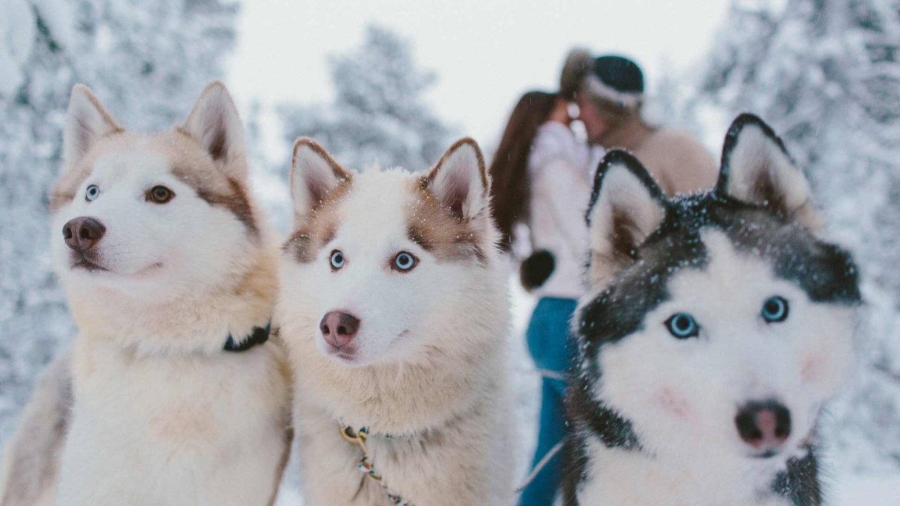 萨哈林赫斯基, 加拿大的爱斯基摩狗, 西西伯利亚的莱卡, 阿拉斯加雪橇犬, Tamaskan狗 壁纸 1280x720 允许
