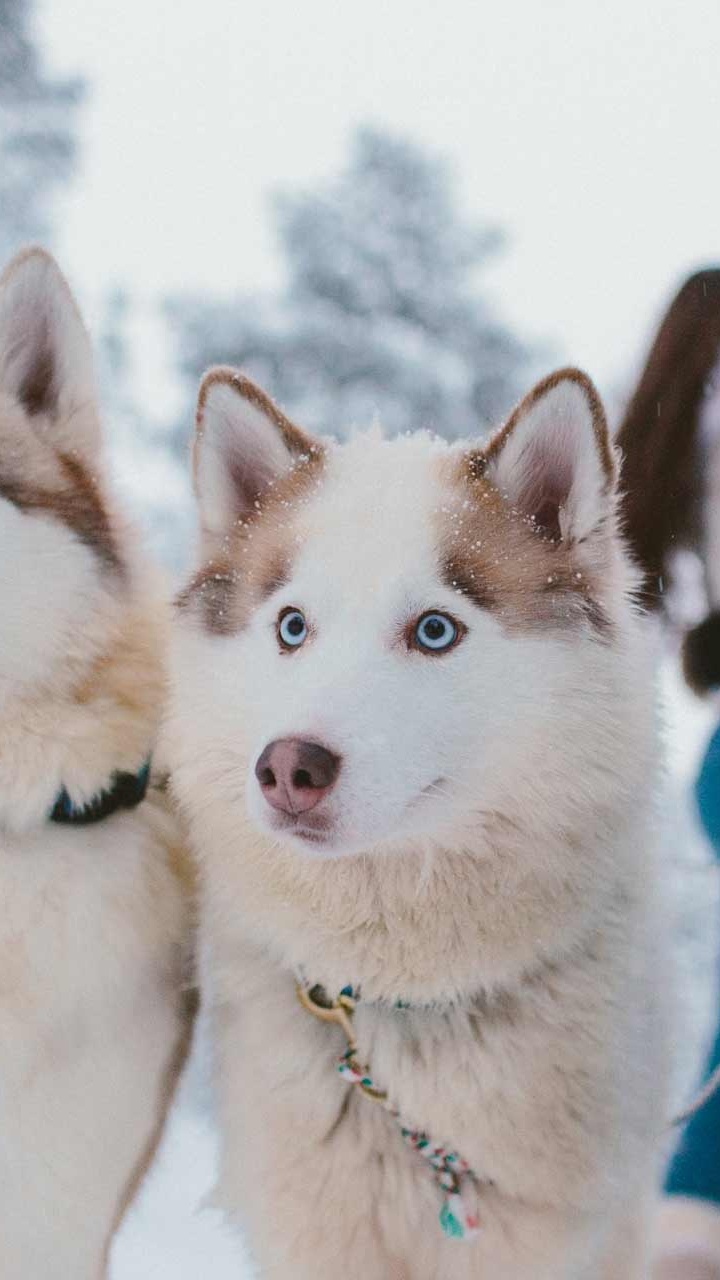 萨哈林赫斯基, 加拿大的爱斯基摩狗, 西西伯利亚的莱卡, 阿拉斯加雪橇犬, Tamaskan狗 壁纸 720x1280 允许