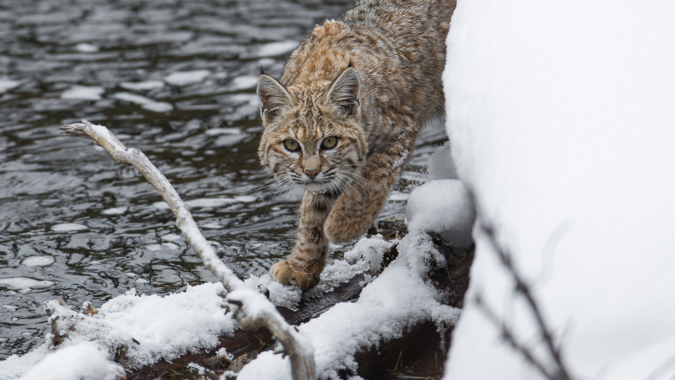 Chat Brun et Noir Sur Une Branche D'arbre Couverte de Neige. Wallpaper in 1366x768 Resolution