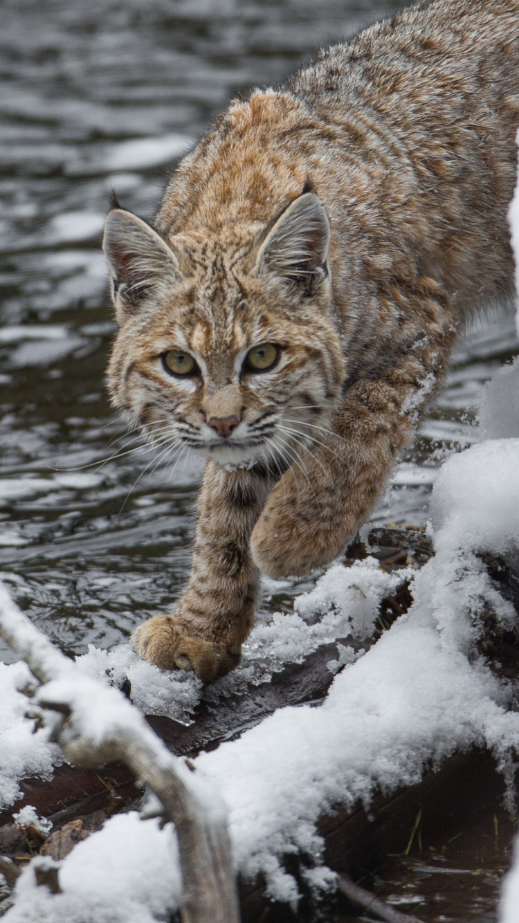Brown and Black Cat on Snow Covered Tree Branch. Wallpaper in 750x1334 Resolution