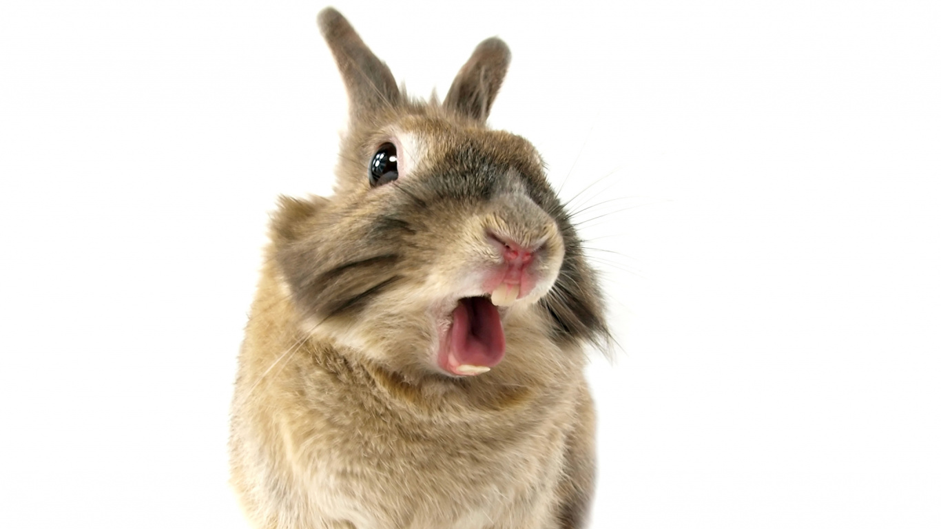 Lapin Brun et Blanc Sur Fond Blanc. Wallpaper in 1366x768 Resolution