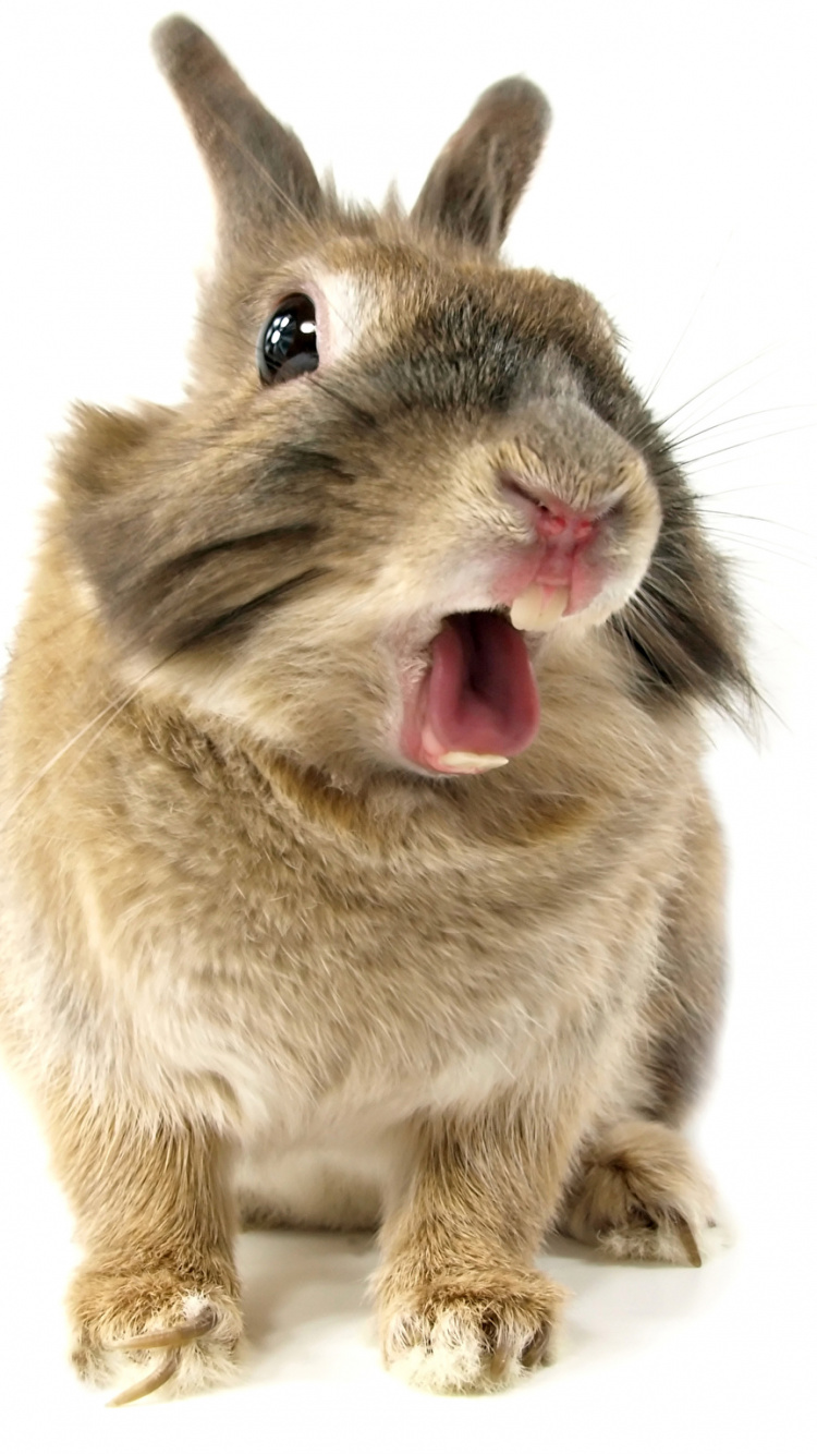 Brown and White Rabbit on White Background. Wallpaper in 750x1334 Resolution