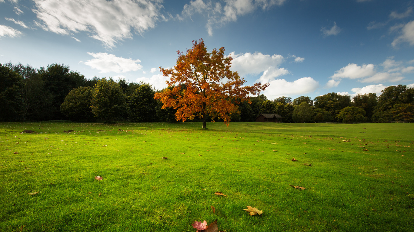 Brown Leaves on Green Grass Field During Daytime. Wallpaper in 1366x768 Resolution