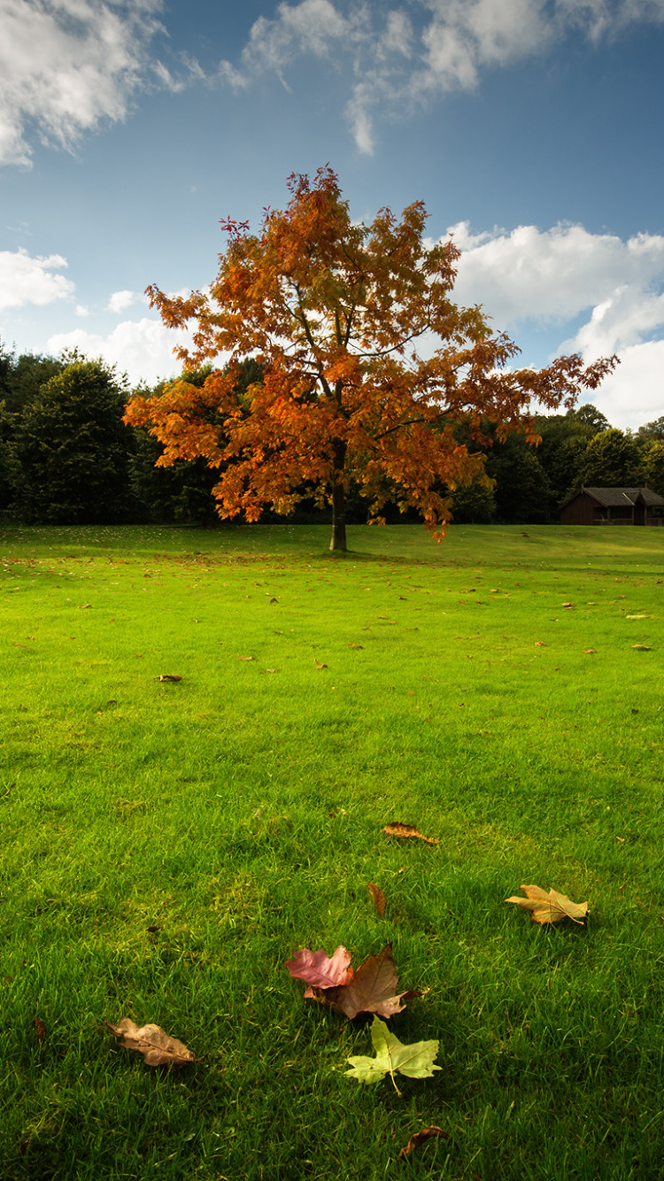 Brown Leaves on Green Grass Field During Daytime. Wallpaper in 750x1334 Resolution