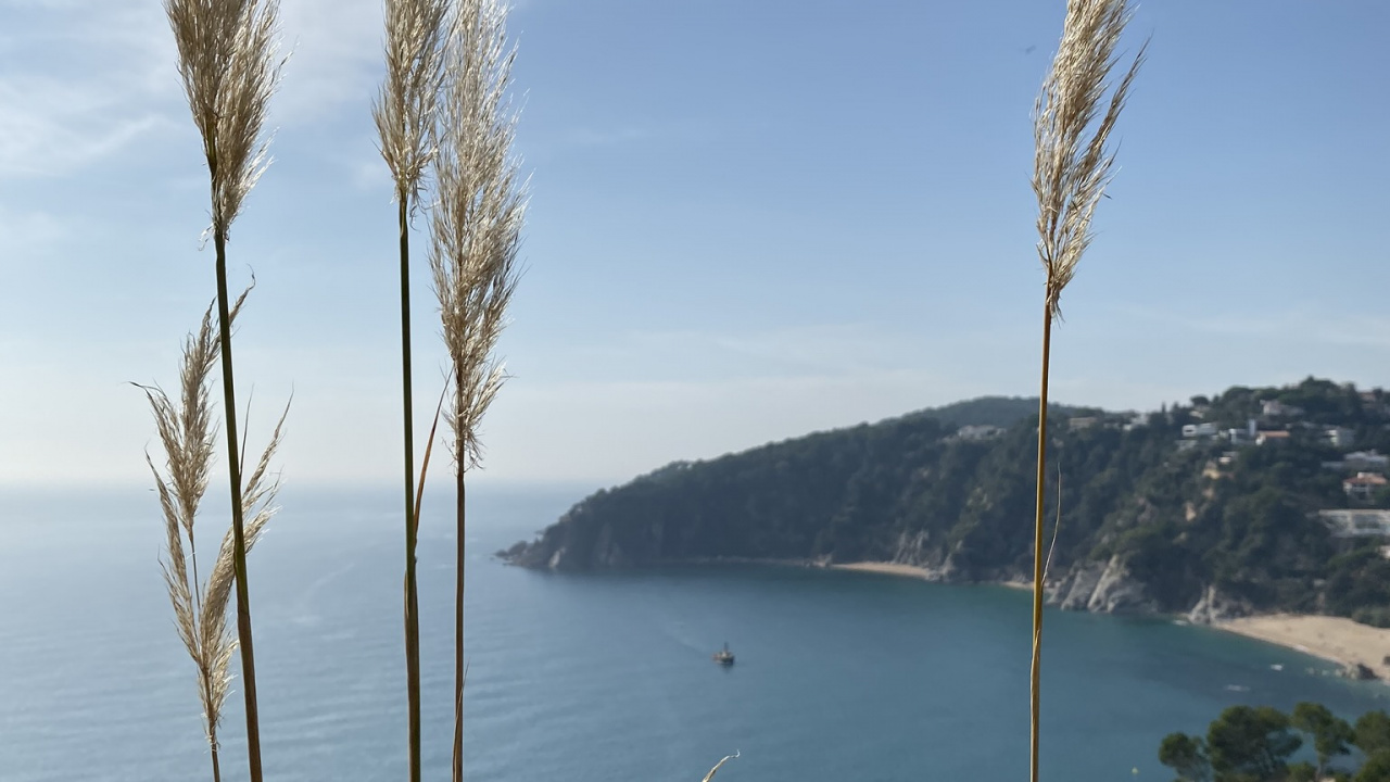 Sea, Palm Trees, Water, Grasses, Body of Water. Wallpaper in 1280x720 Resolution