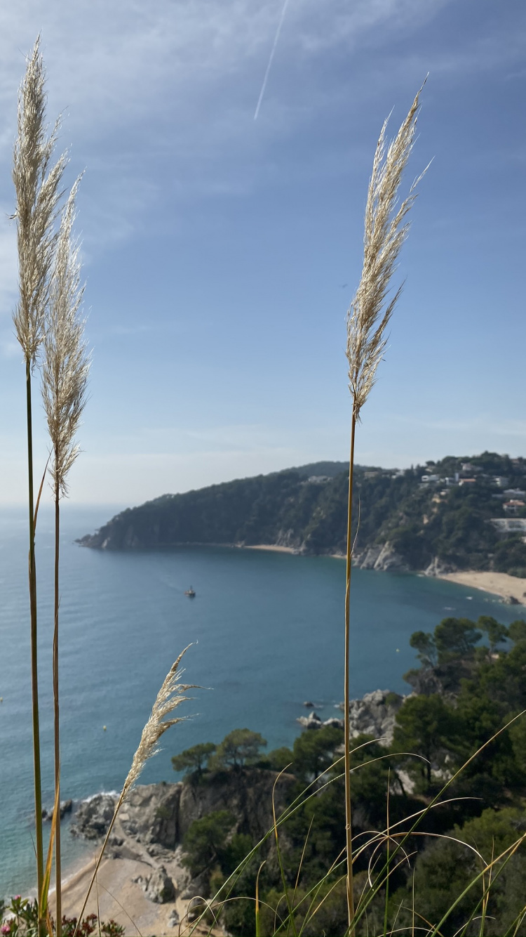 Sea, Palm Trees, Water, Grasses, Body of Water. Wallpaper in 750x1334 Resolution
