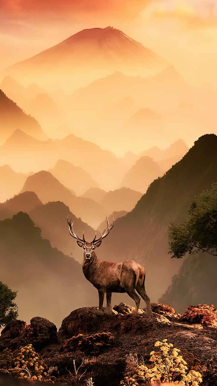 生态区, 自然景观, 自然环境, 高地, 小鹿 壁纸 720x1280 允许