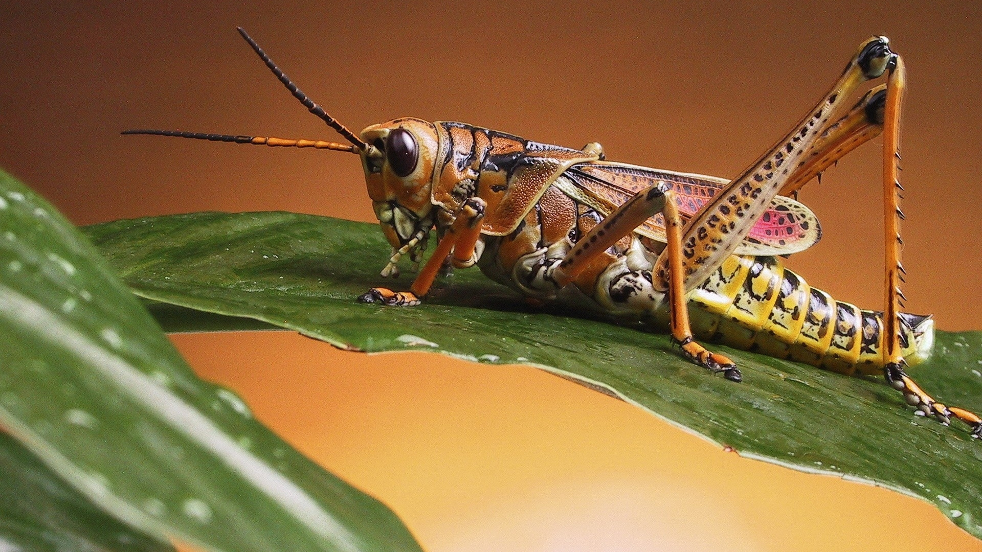 Sauterelle Brune Sur Feuille Verte. Wallpaper in 1920x1080 Resolution