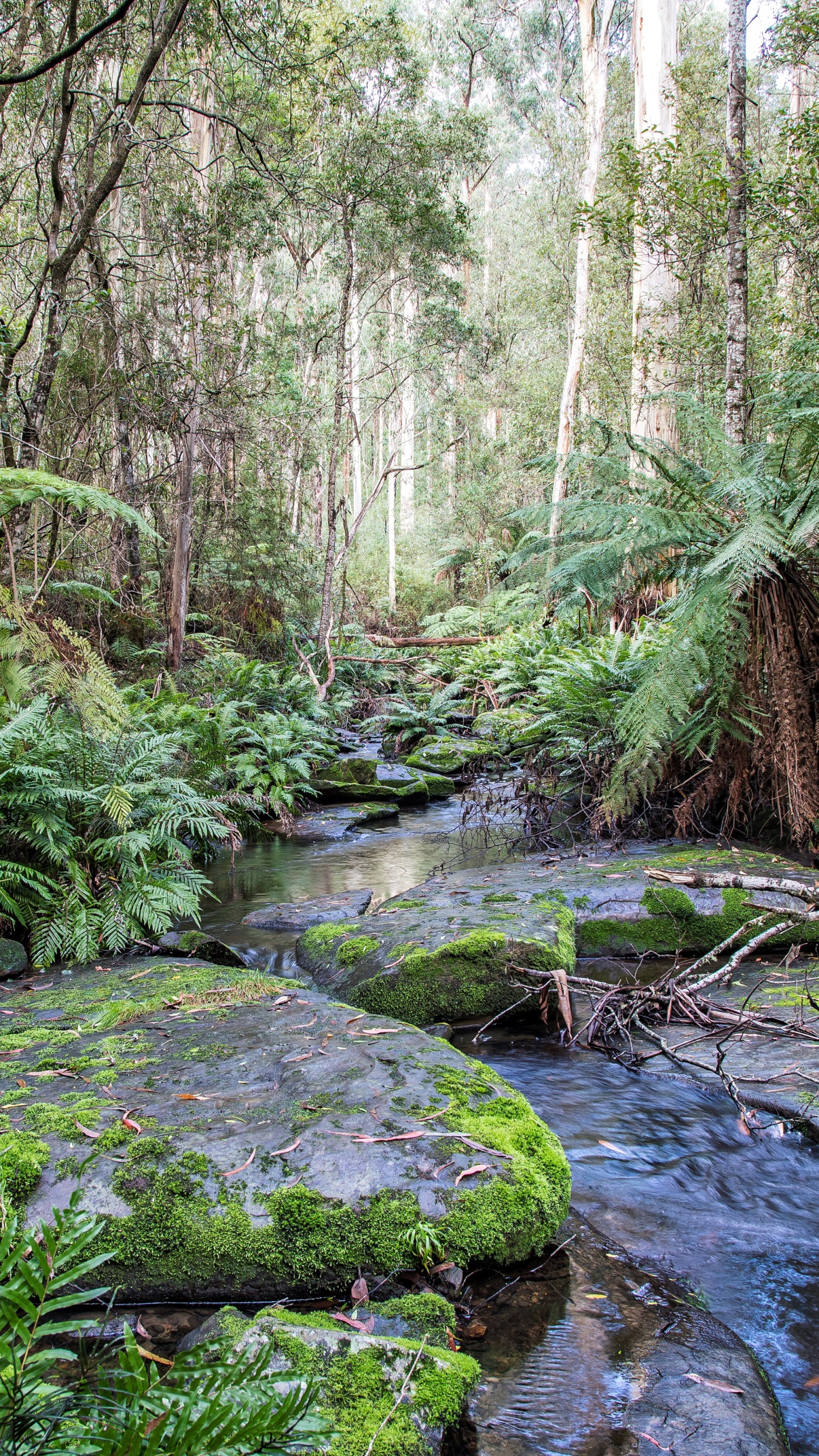 Mousse Verte Sur Les Rochers Dans la Rivière. Wallpaper in 1440x2560 Resolution