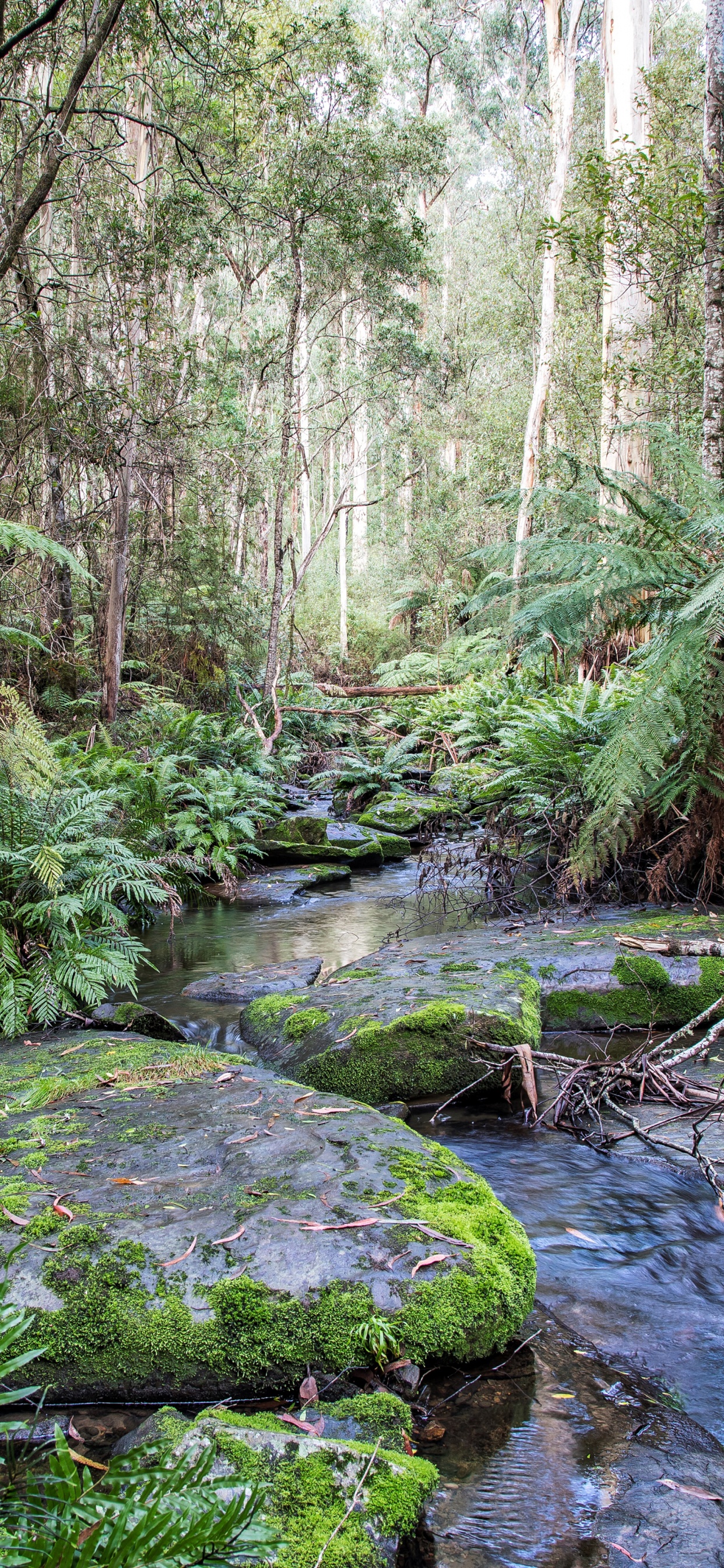 Green Moss on Rocks in River. Wallpaper in 1242x2688 Resolution