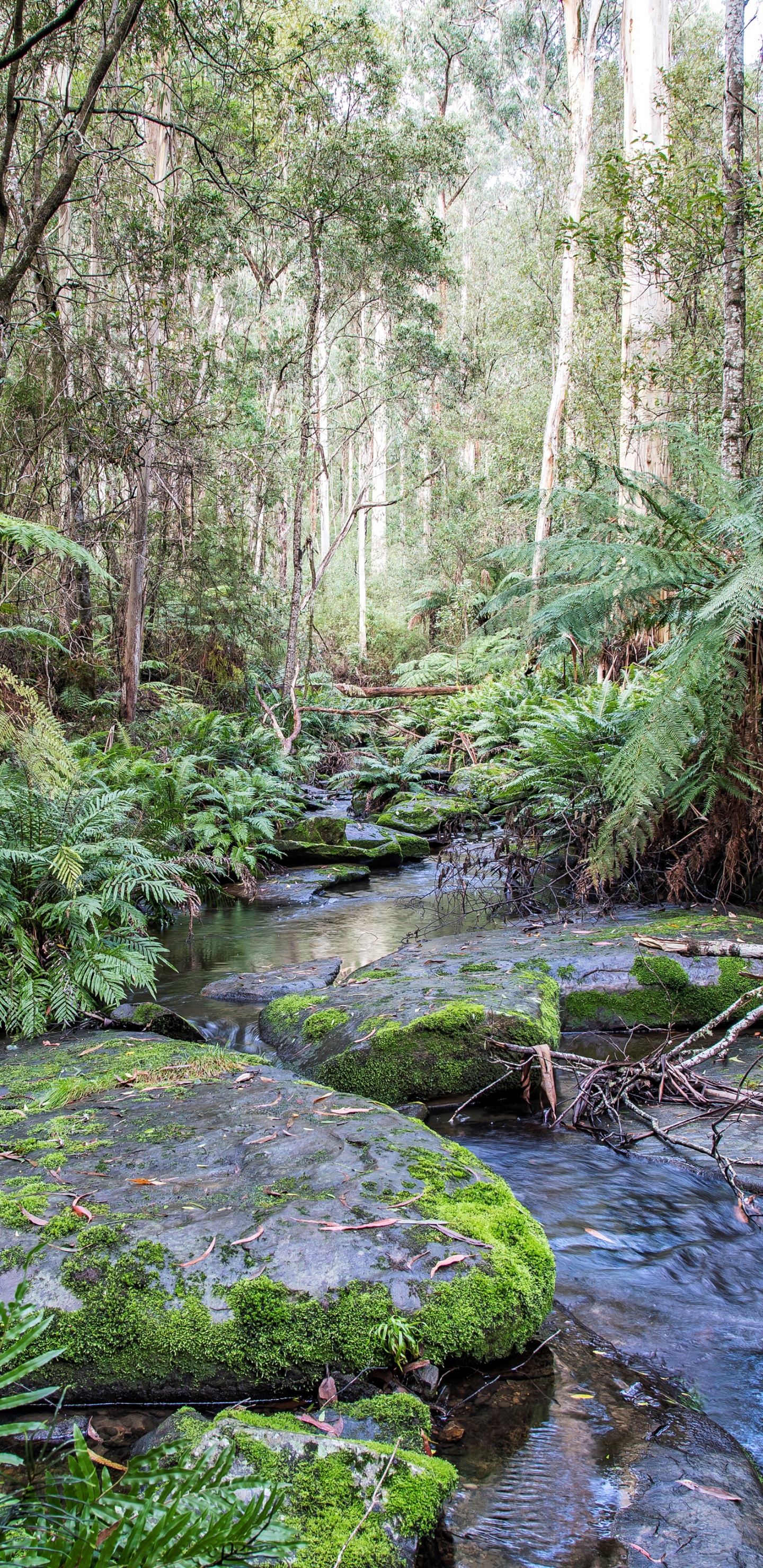Musgo Verde Sobre Rocas en el Río. Wallpaper in 1440x2960 Resolution
