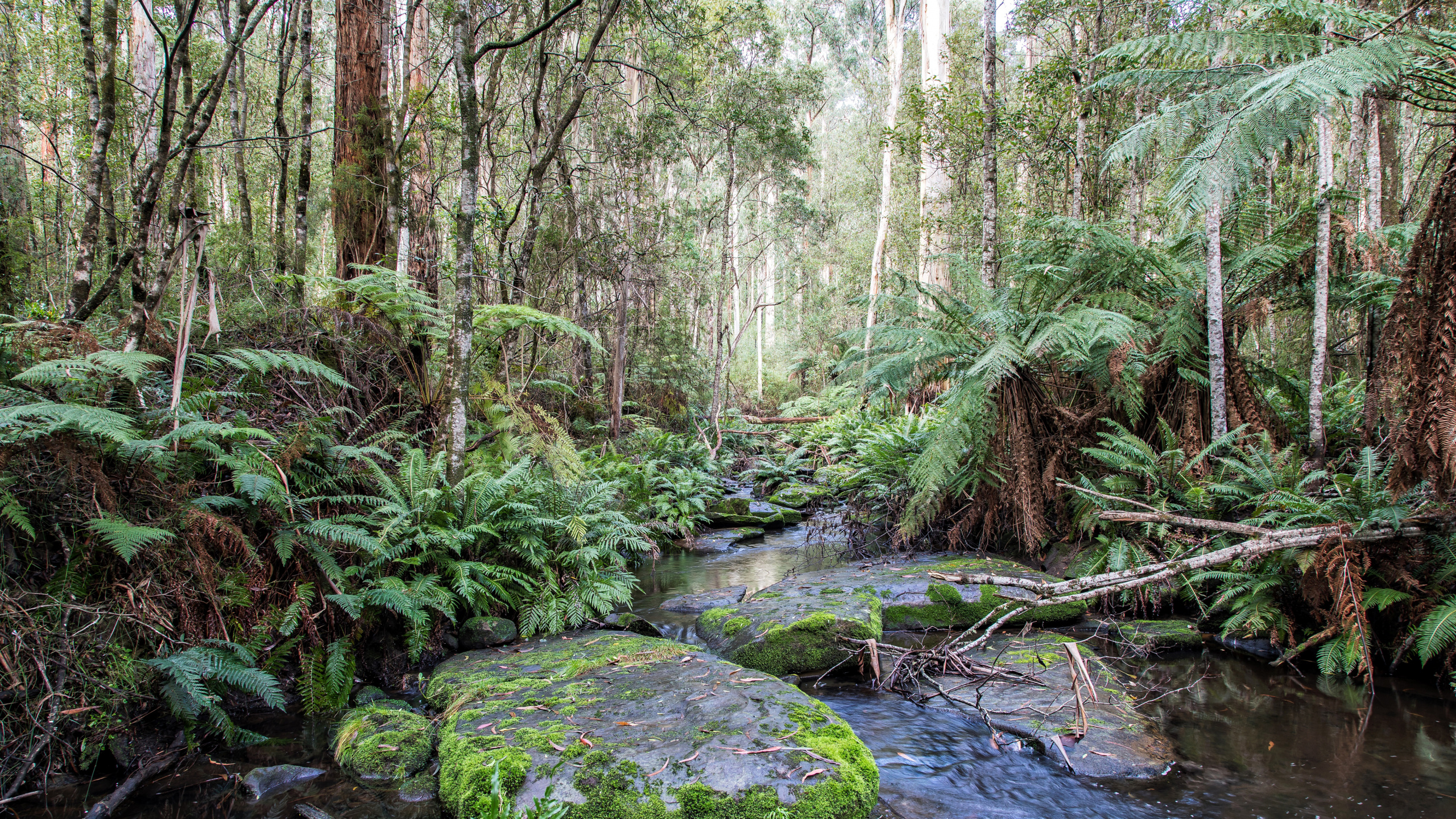 Musgo Verde Sobre Rocas en el Río. Wallpaper in 2560x1440 Resolution