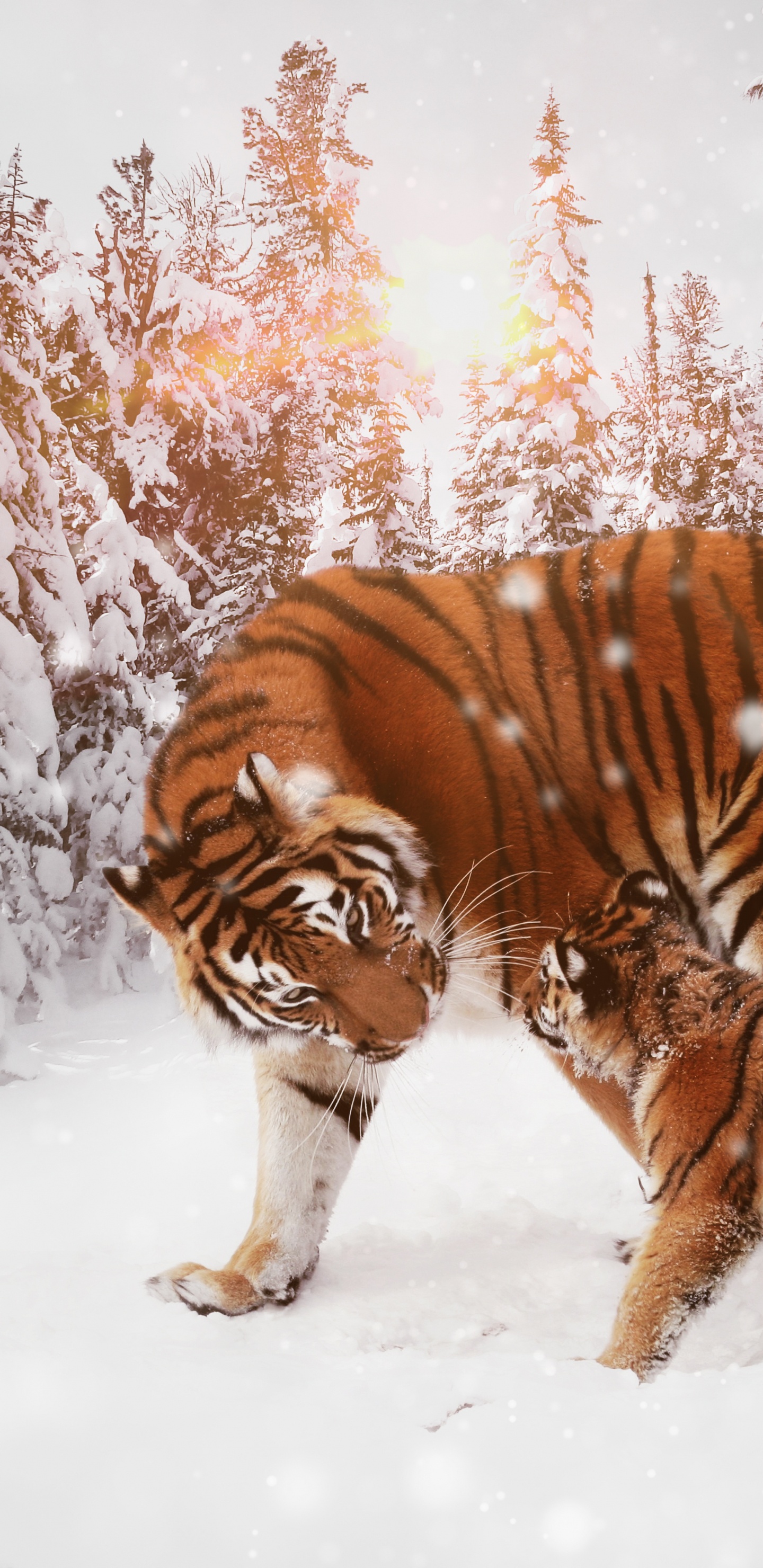Tiger Walking on Snow Covered Ground During Daytime. Wallpaper in 1440x2960 Resolution