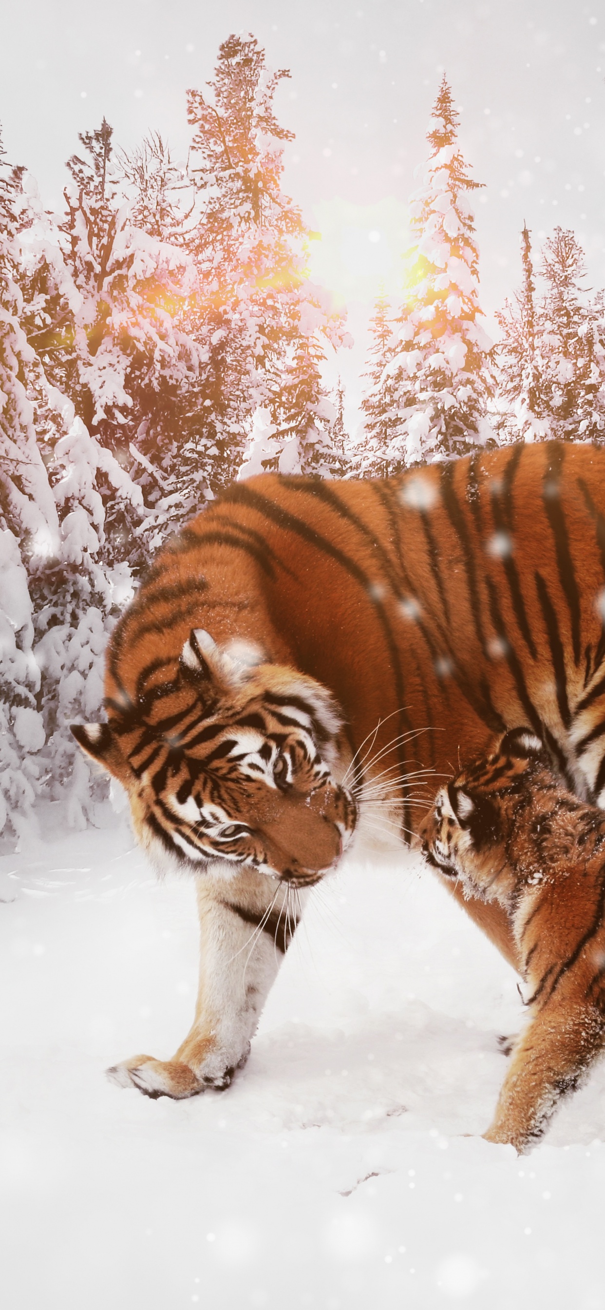 Tigre Caminando Sobre un Suelo Cubierto de Nieve Durante el Día. Wallpaper in 1242x2688 Resolution