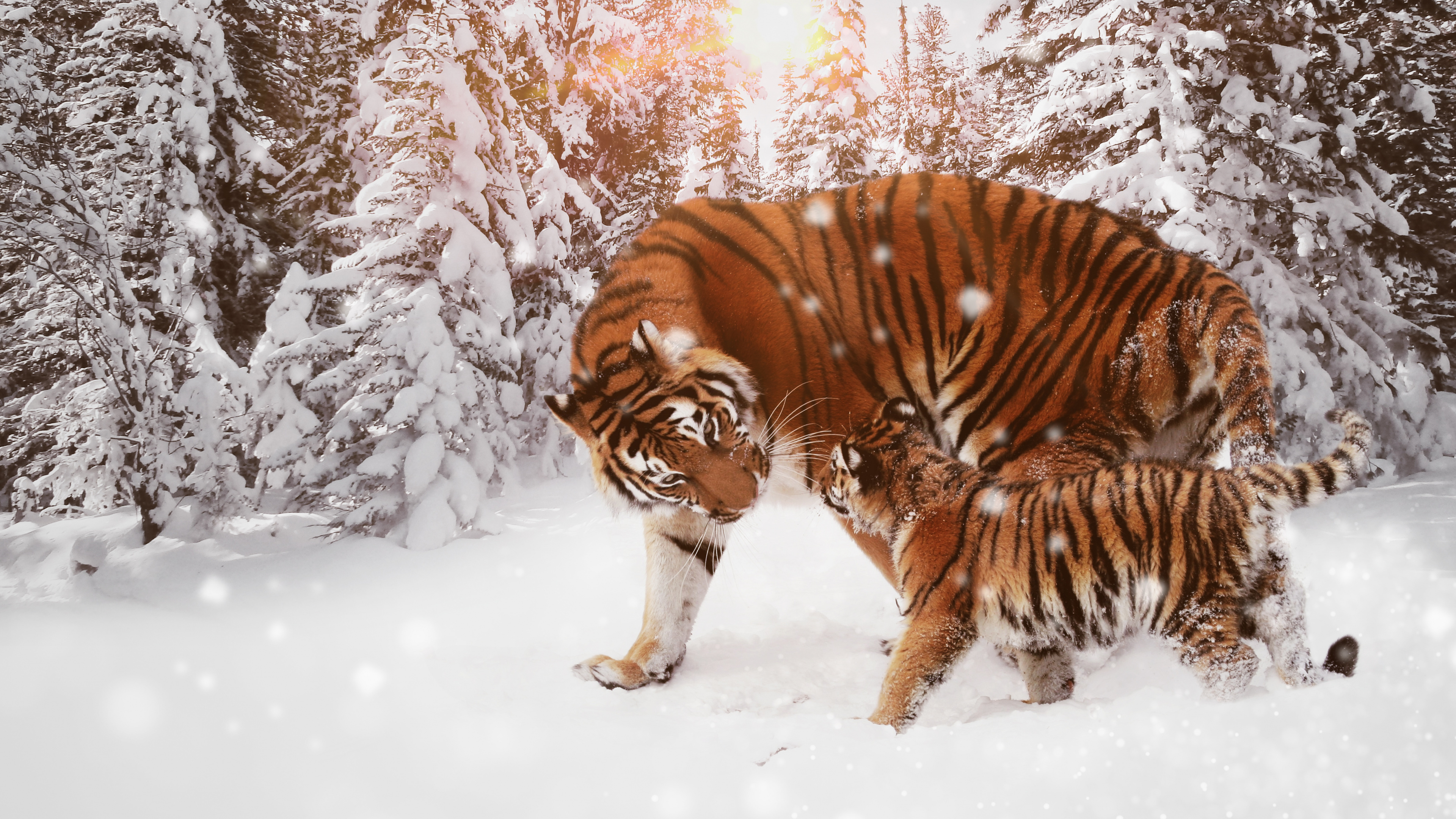 Tigre Caminando Sobre un Suelo Cubierto de Nieve Durante el Día. Wallpaper in 3840x2160 Resolution