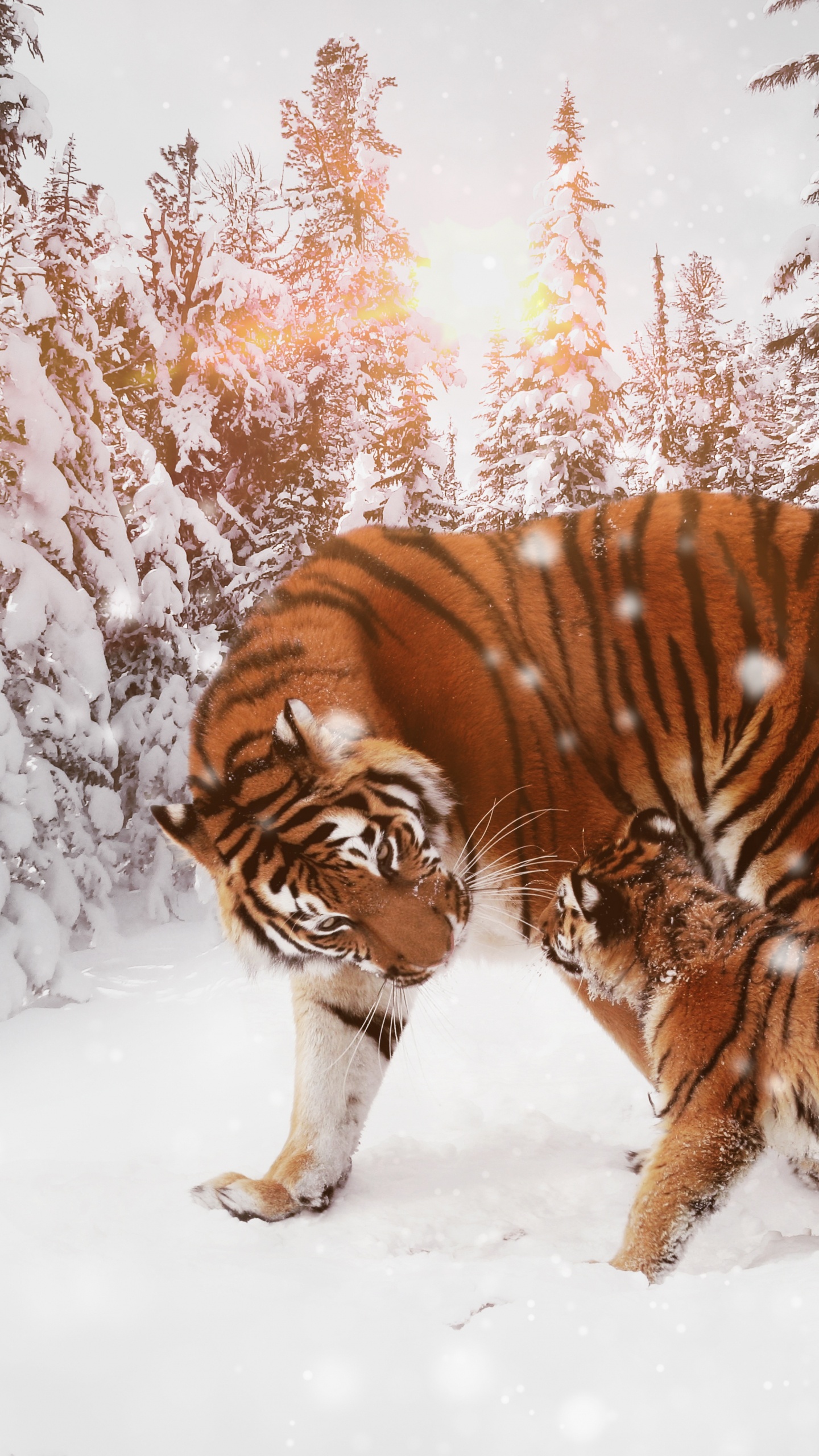 Tigre Marchant Sur un Sol Couvert de Neige Pendant la Journée. Wallpaper in 1440x2560 Resolution