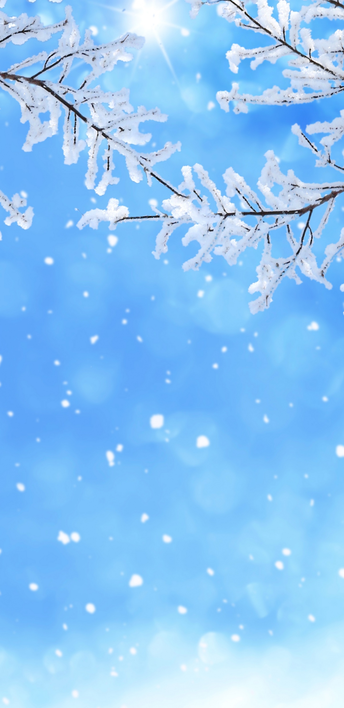 冬天, 季节, 颜色, 开花, 天空 壁纸 1440x2960 允许