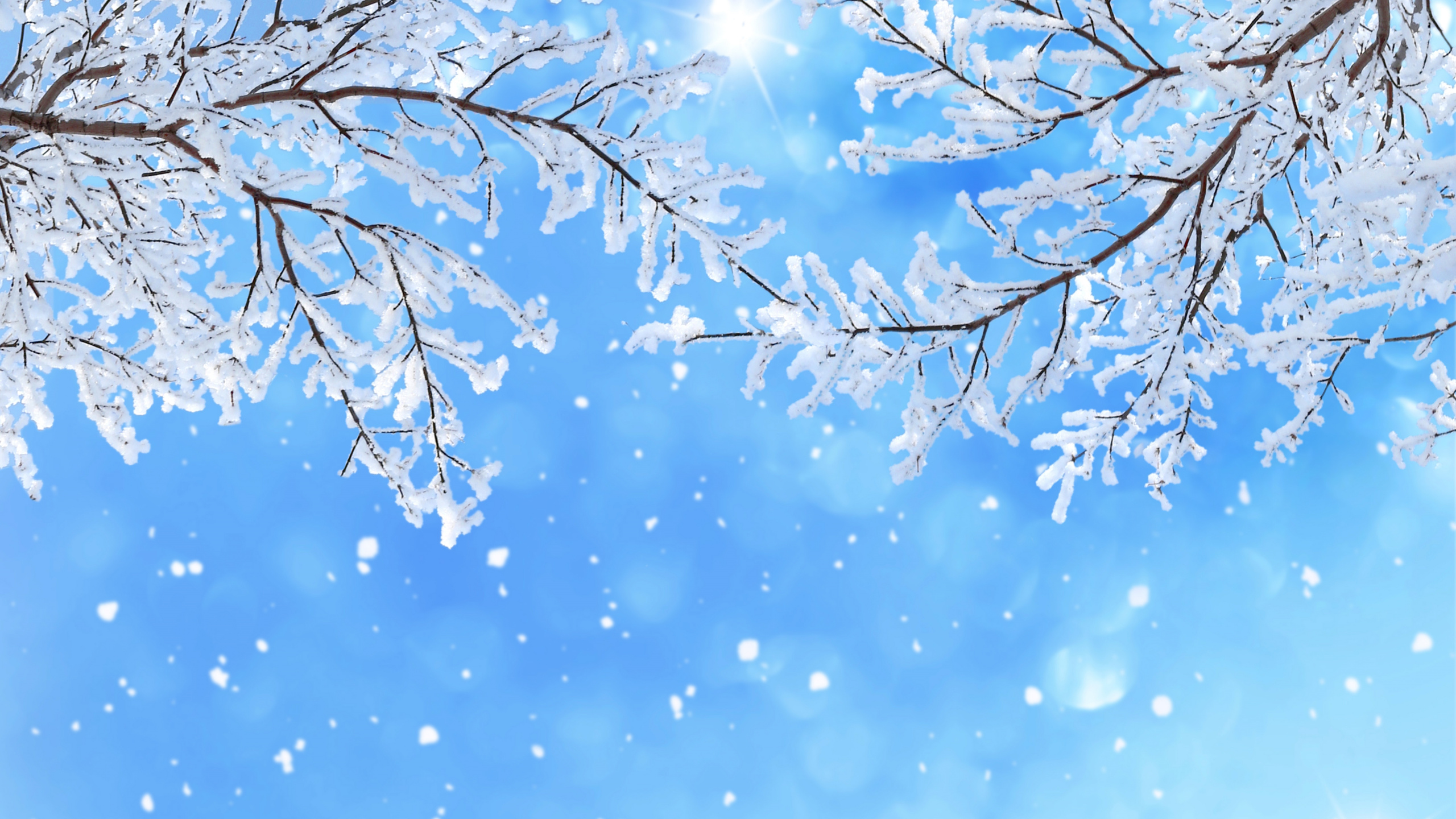 冬天, 季节, 颜色, 开花, 天空 壁纸 2560x1440 允许