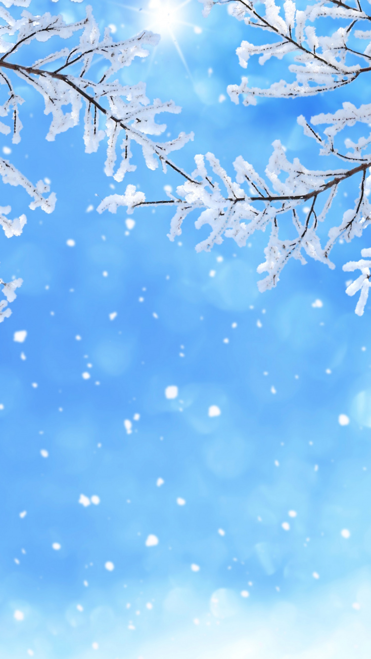 冬天, 季节, 颜色, 开花, 天空 壁纸 750x1334 允许