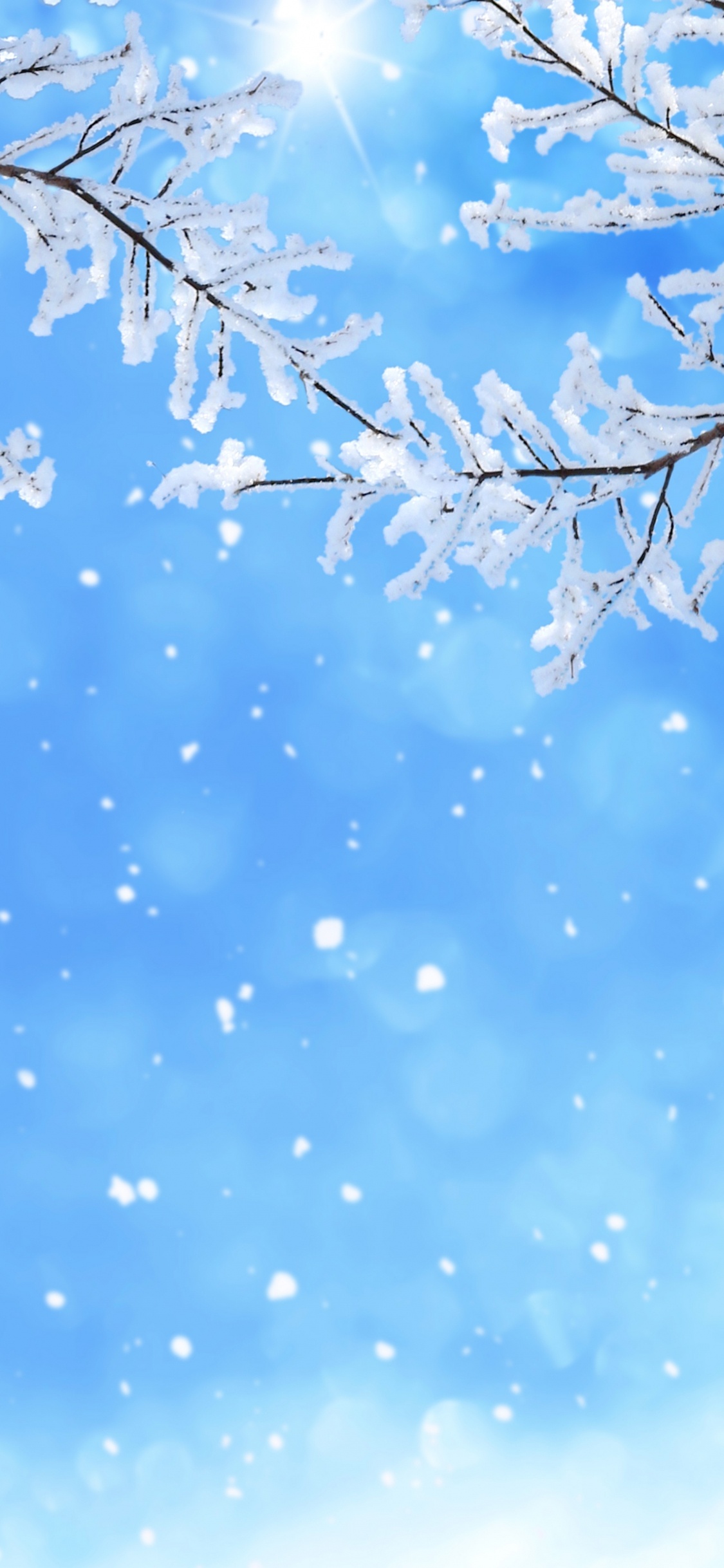 Ciel Blanc et Bleu Sur Arbre Sans Feuilles. Wallpaper in 1125x2436 Resolution