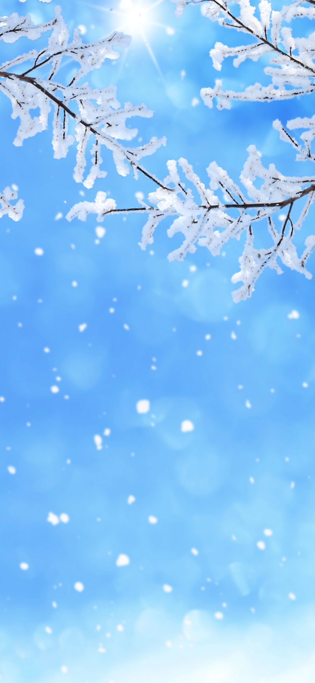 Ciel Blanc et Bleu Sur Arbre Sans Feuilles. Wallpaper in 1242x2688 Resolution