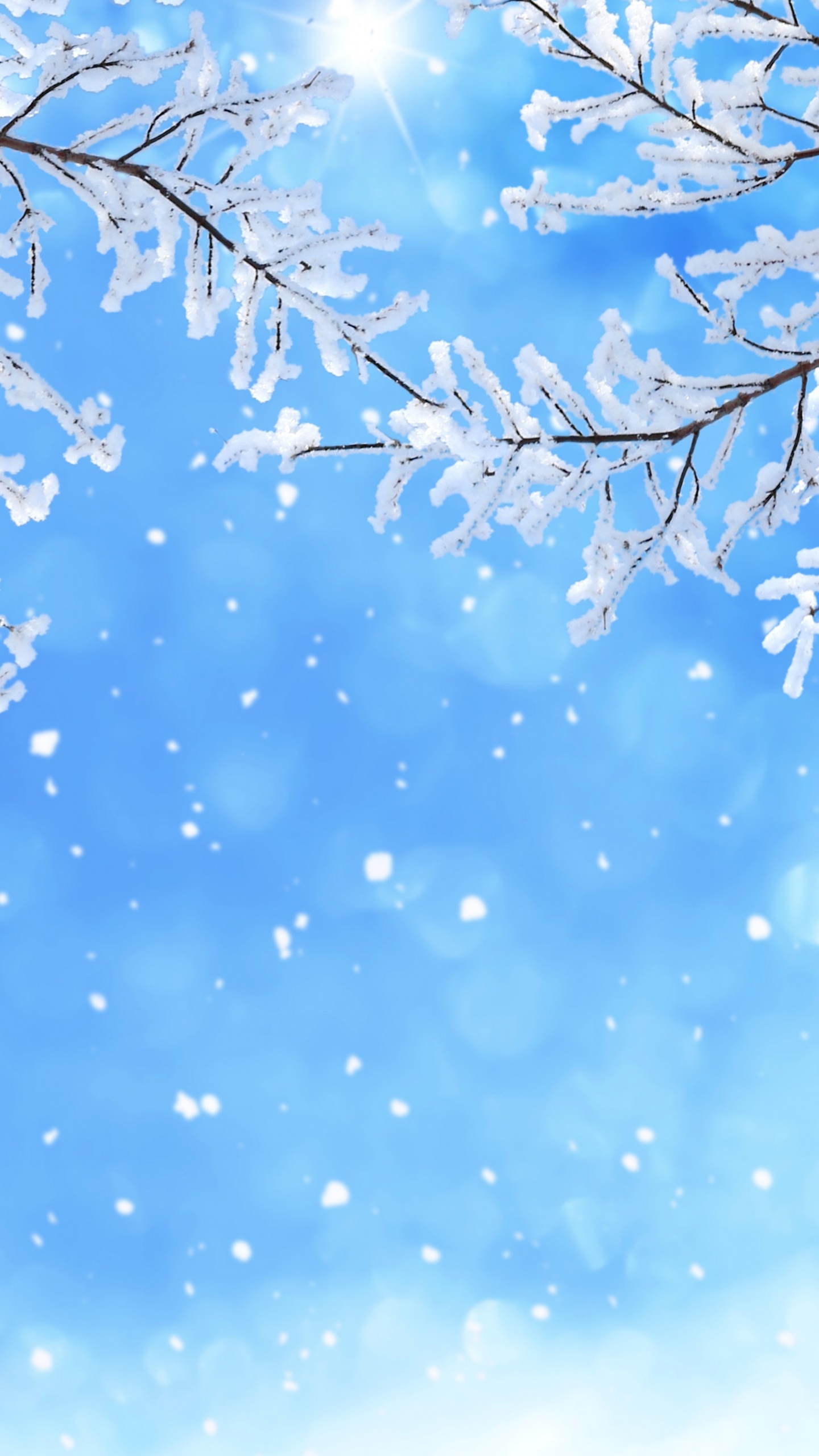 Ciel Blanc et Bleu Sur Arbre Sans Feuilles. Wallpaper in 1440x2560 Resolution