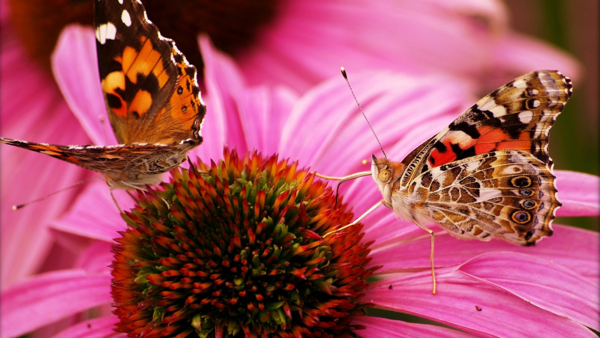 Brown and Black Butterfly on Pink Flower. Wallpaper in 1920x1080 Resolution