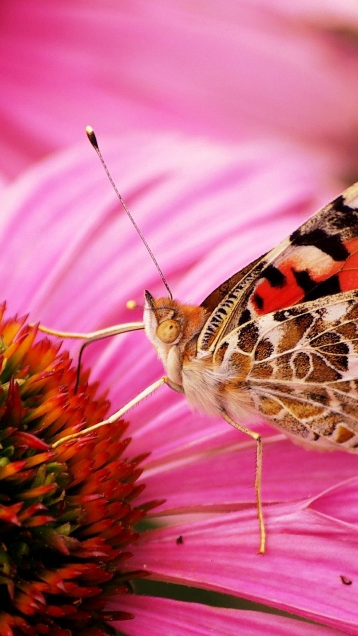 Brown and Black Butterfly on Pink Flower. Wallpaper in 720x1280 Resolution