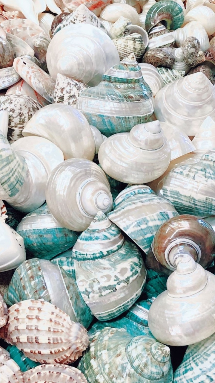 Seashell, Gr, Azure, Naturmaterialien, Geschirr. Wallpaper in 720x1280 Resolution