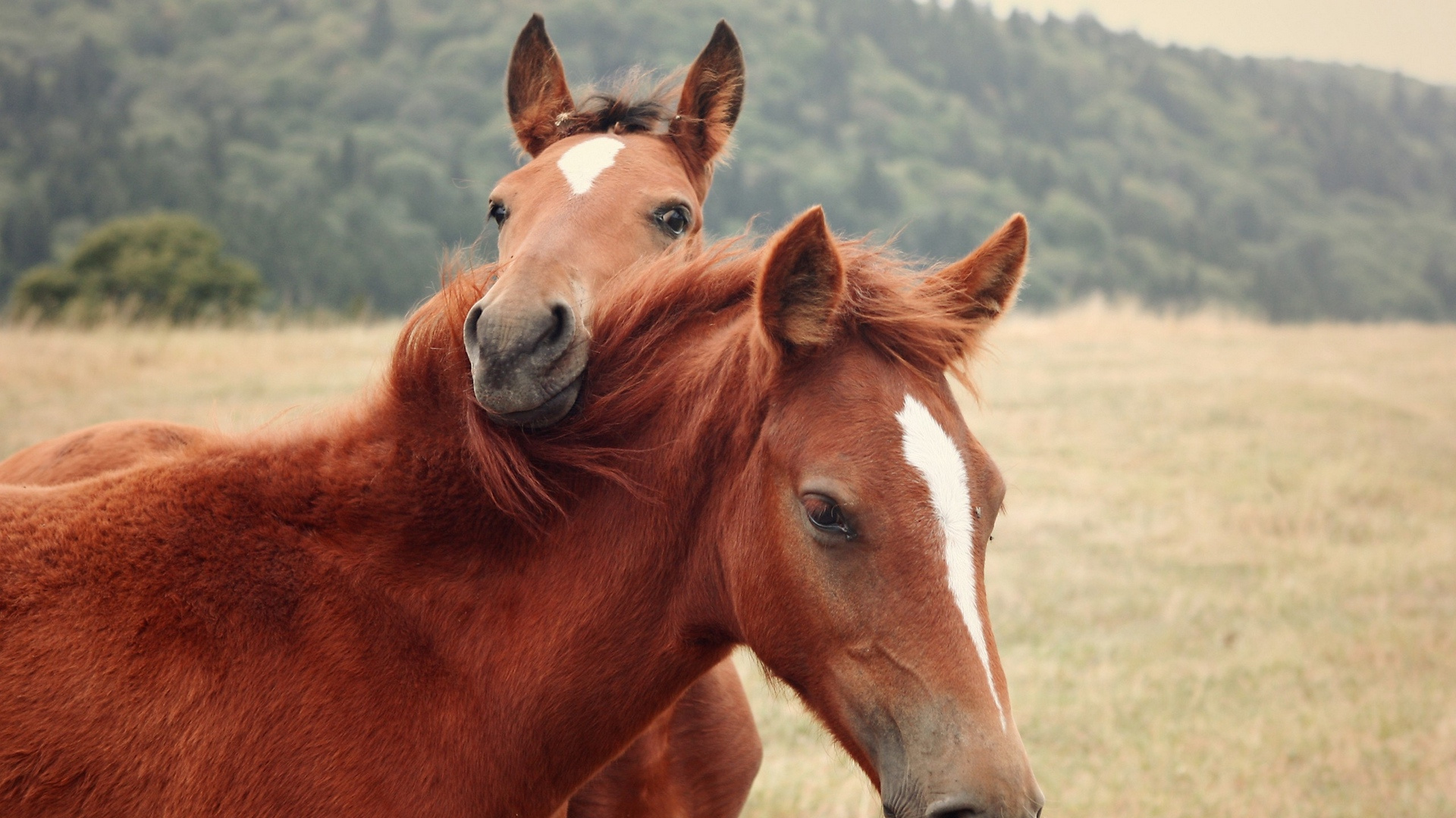 Brown and White Horse on Green Grass Field During Daytime. Wallpaper in 1920x1080 Resolution