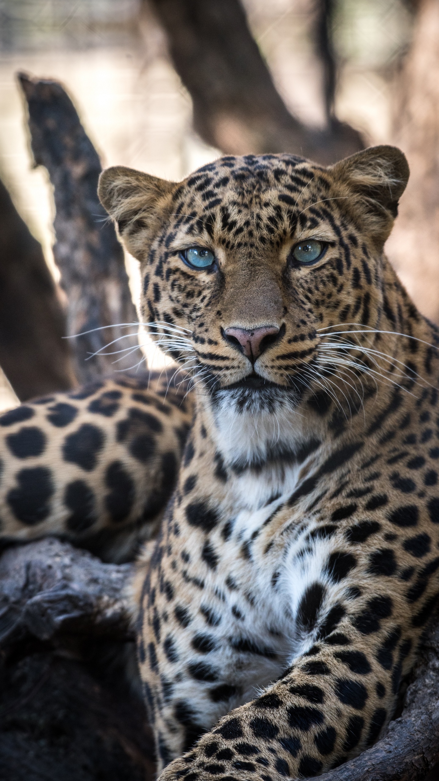 Brauner Und Schwarzer Leopard Auf Braunem Holz. Wallpaper in 1440x2560 Resolution