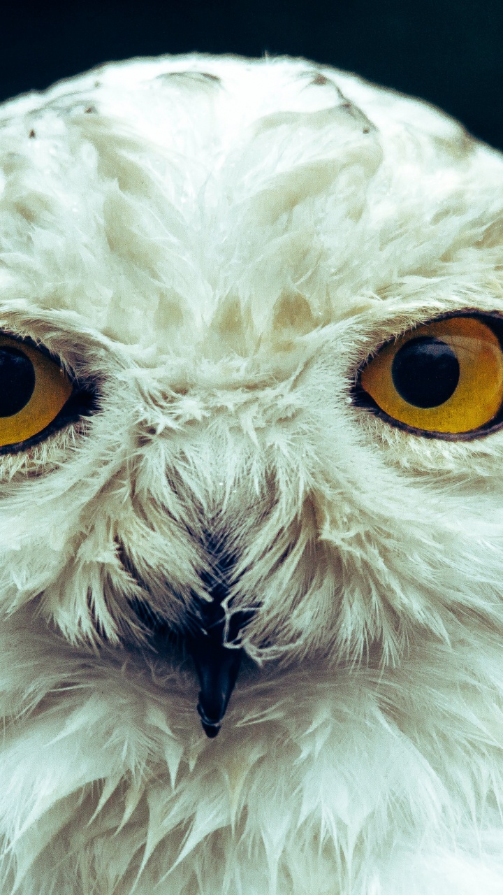White Owl Head, Snowy Owl, Owls, Barn Owl, Birds. Wallpaper in 720x1280 Resolution