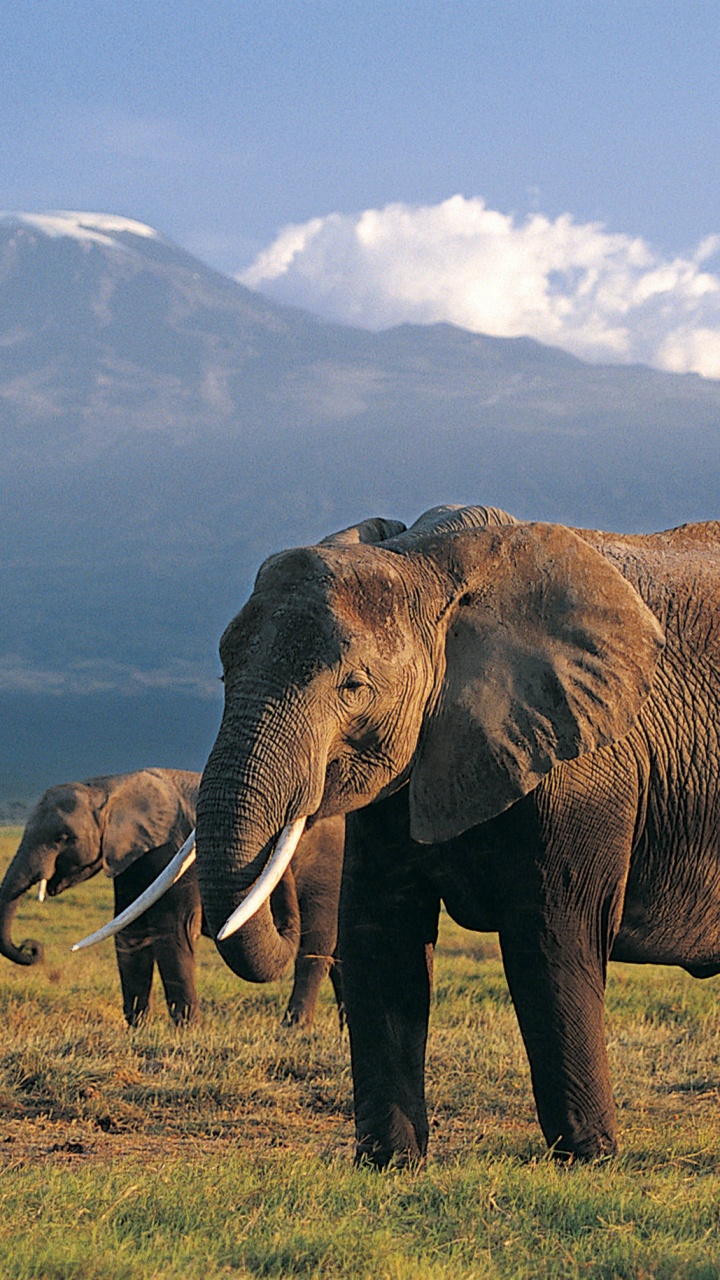Brown Elephant on Green Grass Field During Daytime. Wallpaper in 720x1280 Resolution
