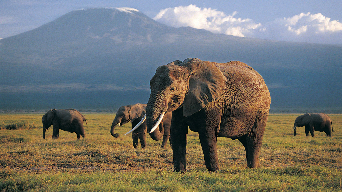 Brauner Elefant Auf Grünem Grasfeld Tagsüber. Wallpaper in 1366x768 Resolution