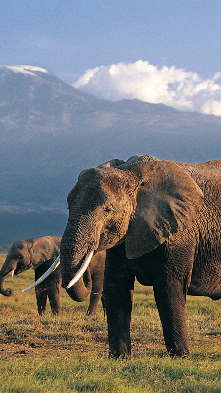 Brauner Elefant Auf Grünem Grasfeld Tagsüber. Wallpaper in 750x1334 Resolution