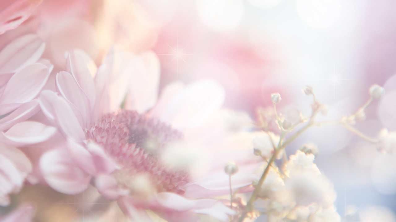 Pink and White Flowers in Tilt Shift Lens. Wallpaper in 1280x720 Resolution