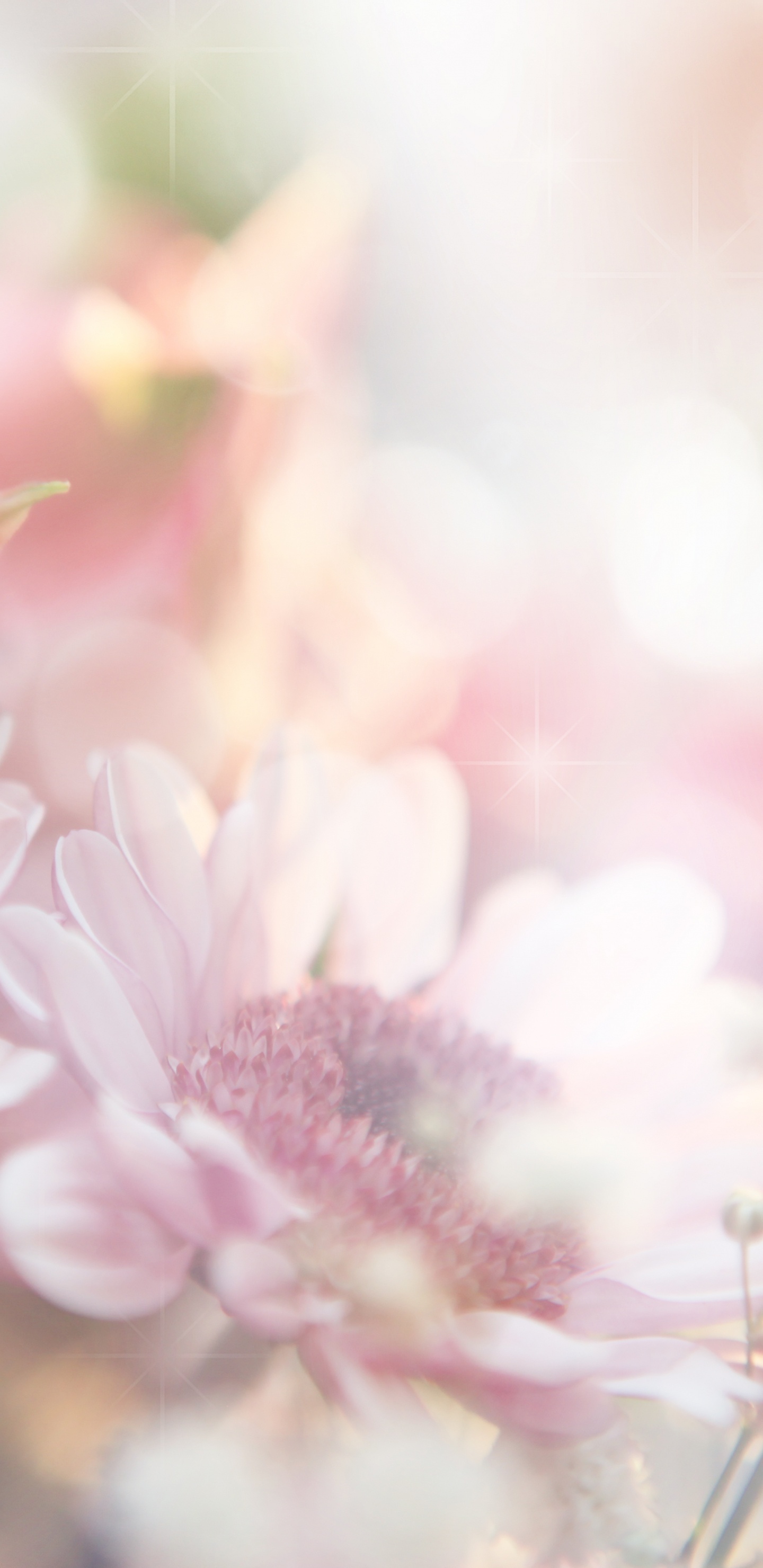 Pink and White Flowers in Tilt Shift Lens. Wallpaper in 1440x2960 Resolution