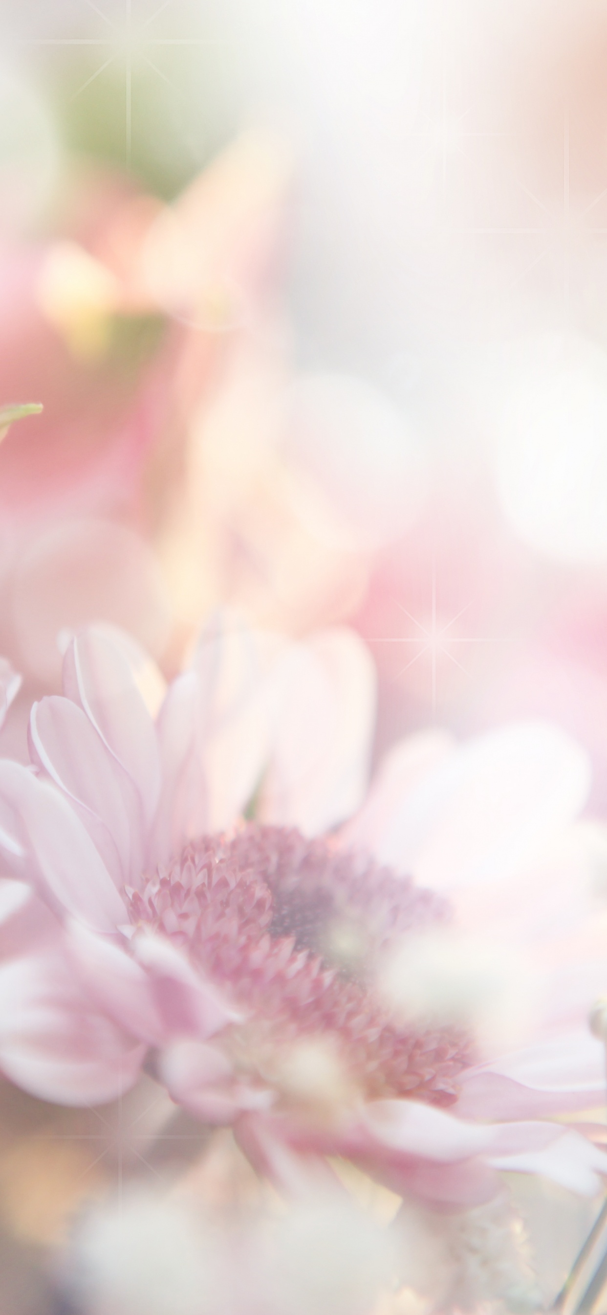 粉红色, 粉红色的花朵, 弹簧, 阳光, 开花 壁纸 1242x2688 允许