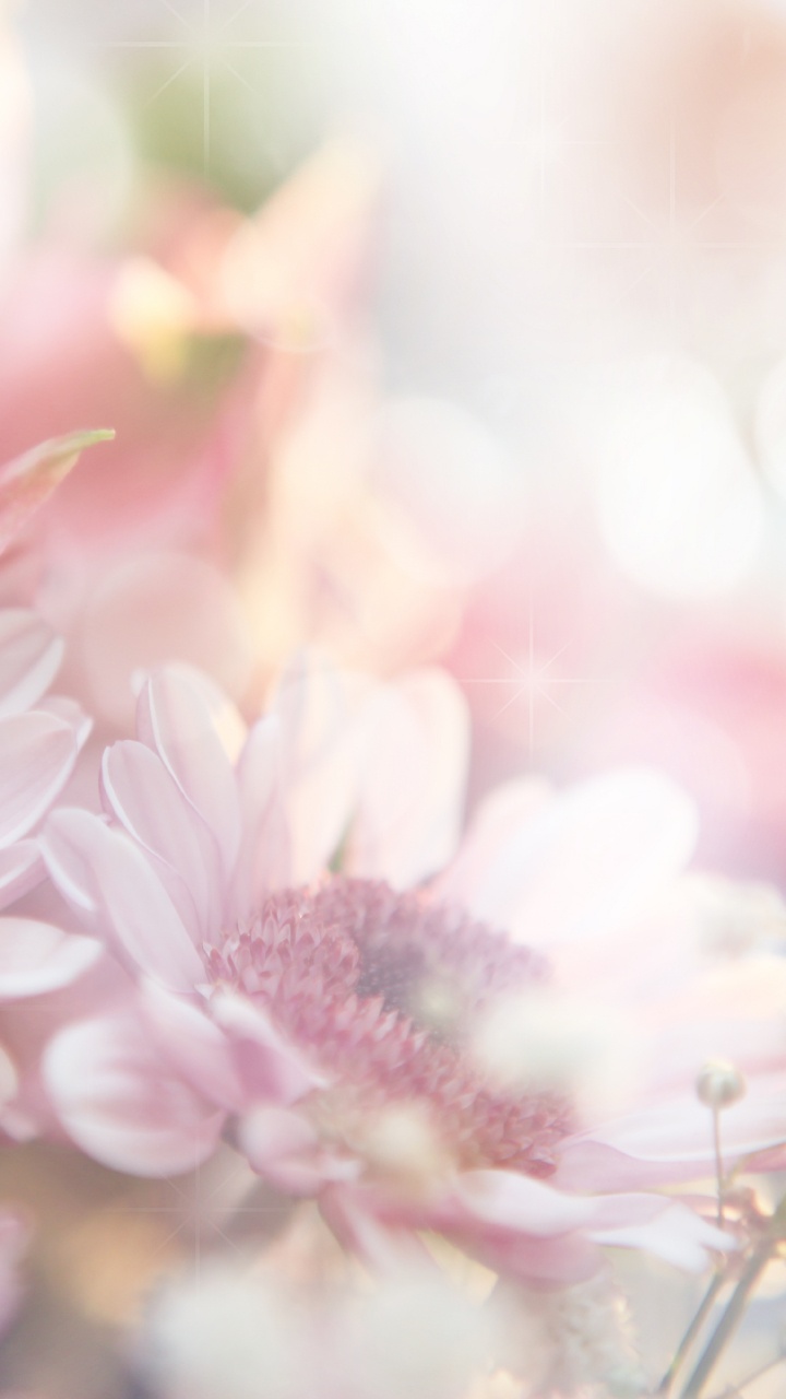 粉红色, 粉红色的花朵, 弹簧, 阳光, 开花 壁纸 720x1280 允许