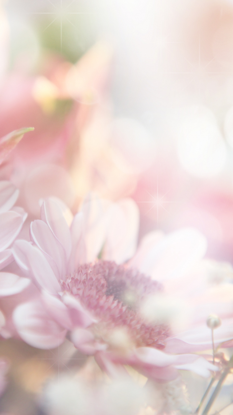 粉红色, 粉红色的花朵, 弹簧, 阳光, 开花 壁纸 750x1334 允许