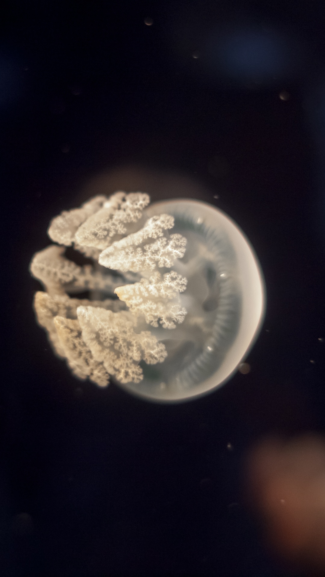 水母, 海洋, 大海, 气氛, 天文学对象 壁纸 1080x1920 允许