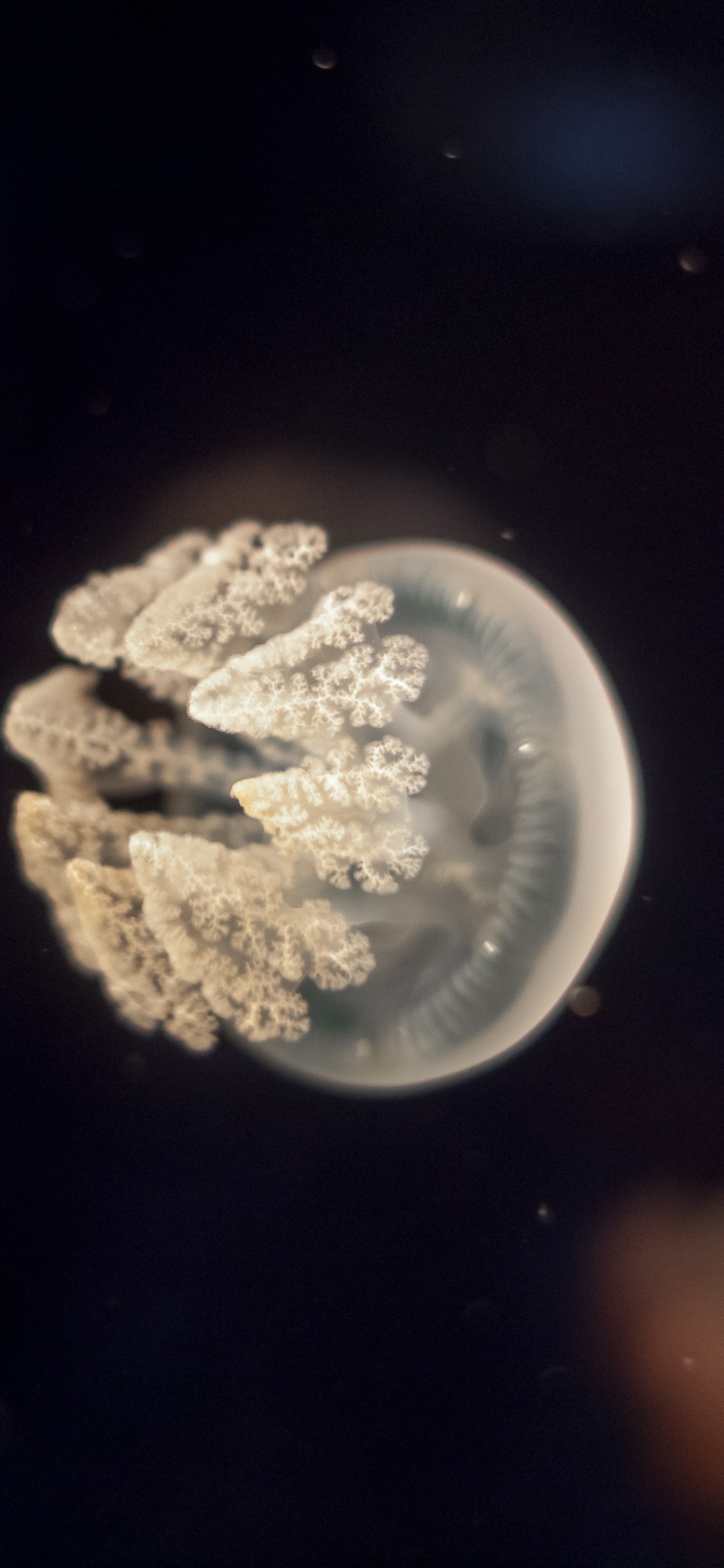 Weiße Und Braune Quallen im Wasser. Wallpaper in 1125x2436 Resolution