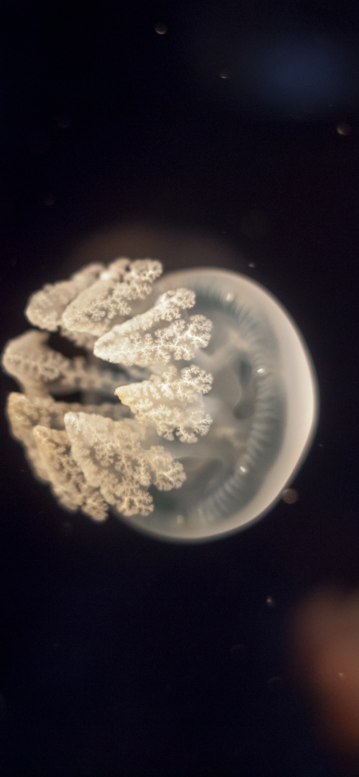 White and Brown Jellyfish in Water. Wallpaper in 1242x2688 Resolution