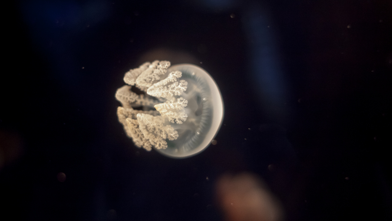 White and Brown Jellyfish in Water. Wallpaper in 1280x720 Resolution