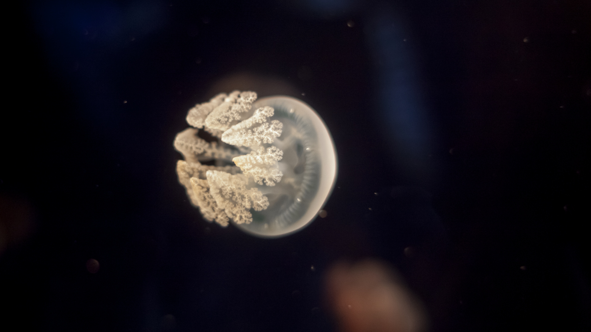 White and Brown Jellyfish in Water. Wallpaper in 1920x1080 Resolution