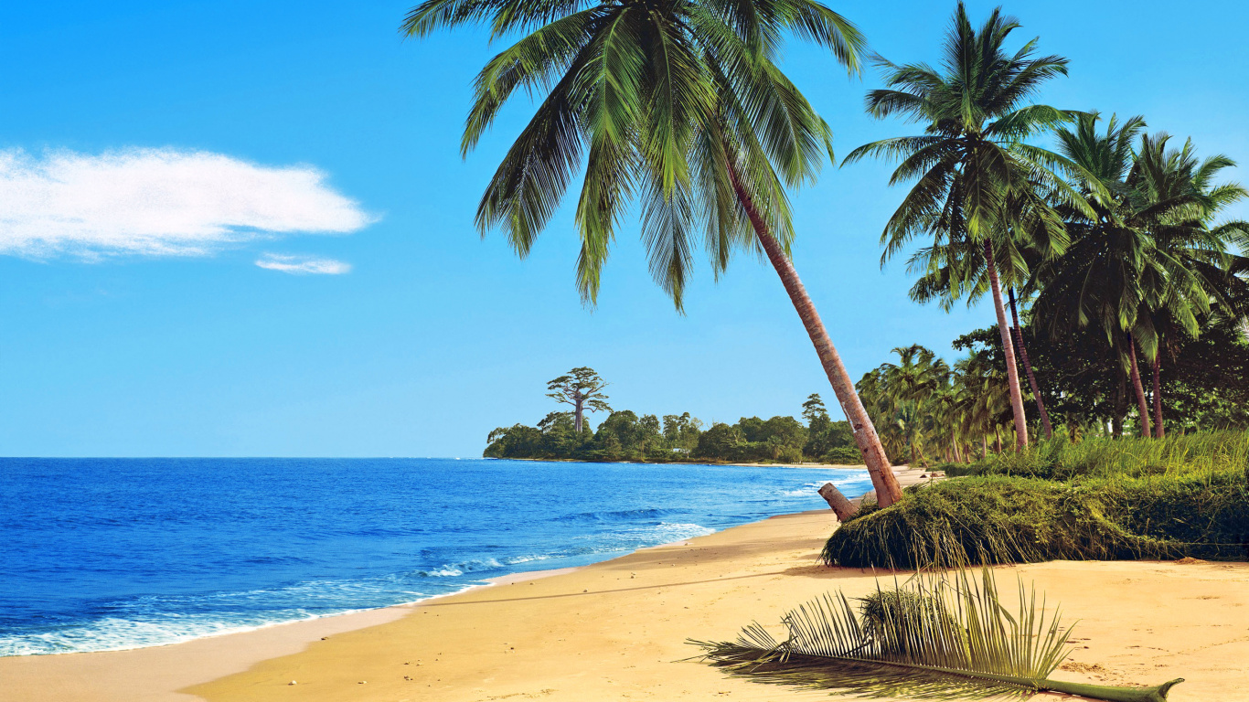 Palmier Sur le Rivage de la Plage Pendant la Journée. Wallpaper in 1366x768 Resolution